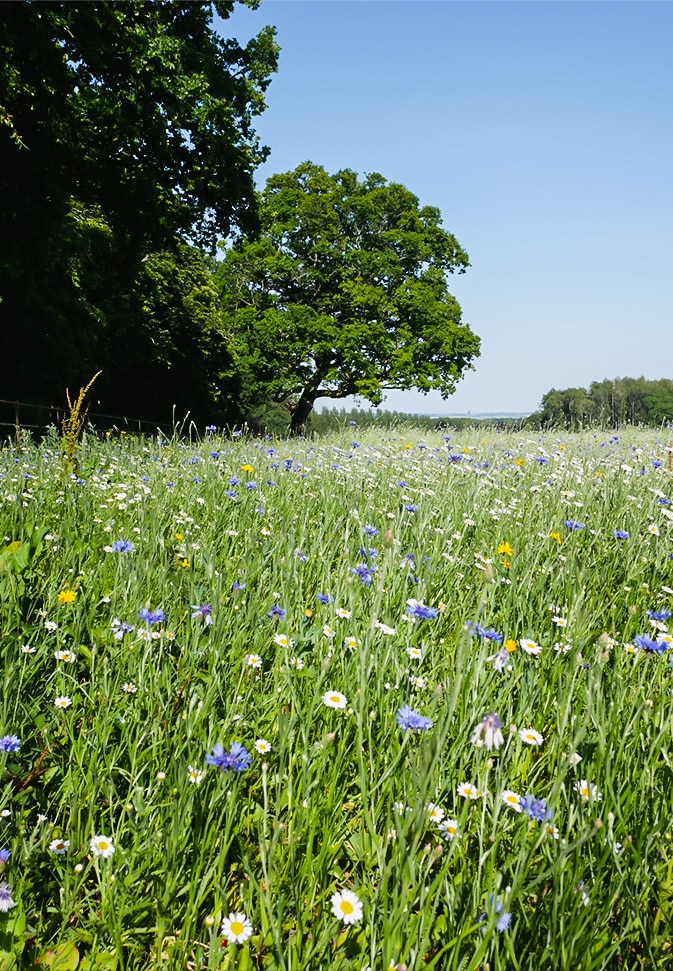 Kingcombe Meadows